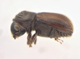 Scolytogenes sp2020_Ijen 13962