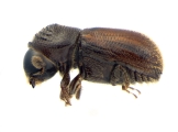 Scolytogenes sp2020_Ijen 13962