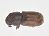 Scolytogenes sp2020_Ijen 13962
