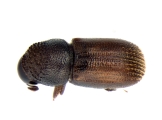 Scolytogenes sp2020_Ijen 13962
