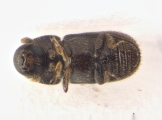 Scolytogenes sp2020_Ijen 13962