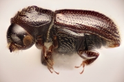 Scolytogenes sp2020_Ijen 14735