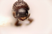 Scolytogenes sp2020_Ijen 14735
