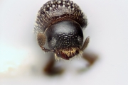 Scolytogenes sp2020_Ijen 14735
