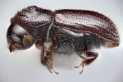 Scolytogenes sp2020_Ijen 14735