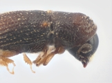 Scolytogenes sp2022_PNG 13695