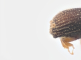 Scolytogenes sp2022_PNG 13695