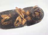 Scolytogenes sp2022_PNG 13695