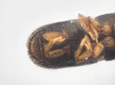 Scolytogenes sp2022_PNG 13695
