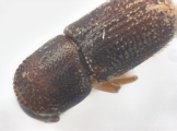 Scolytogenes sp2022_PNG 13695
