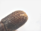 Scolytogenes sp2022_PNG 13695