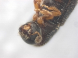 Scolytogenes sp2022_PNG 13695