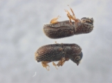 Scolytogenes sp2022_PNG 13695