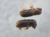 Scolytogenes sp2022_PNG 13695