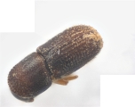 Scolytogenes sp2022_PNG 13695