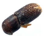 Scolytogenes sp2022_PNG 13695