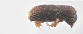 Scolytogenes sp2022_PNG 13695