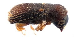 Scolytogenes sp2022_PNG 13695