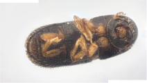Scolytogenes sp2022_PNG 13695