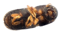 Scolytogenes sp2022_PNG 13695