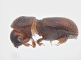 Scolytogenes sp2023_Taiwan 13663