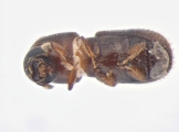 Scolytogenes sp2023_Taiwan 13663
