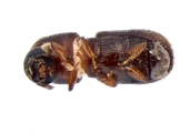 Scolytogenes sp2023_Taiwan 13663