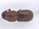Scolytogenes sp2023_Taiwan 13663