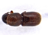 Scolytogenes sp2023_Taiwan 13663