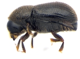 Scolytogenes coccotrypanoides 13963