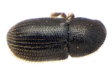 Scolytogenes coccotrypanoides 13963