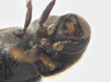 Scolytogenes coccotrypanoides 13963