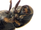 Scolytogenes coccotrypanoides 13963
