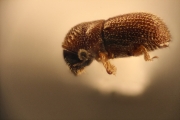 Scolytogenes sp_1809 13487