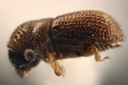Scolytogenes sp_1809 13487