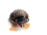 Scolytogenes sp_1809 13516