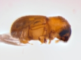 Scolytogenes spp 14462
