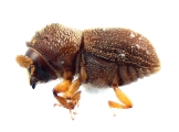 Scolytogenes spp 12482
