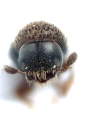 Scolytogenes spp 13474