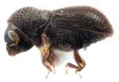 Scolytogenes spp 13474