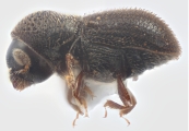 Scolytogenes spp 13474