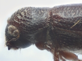 Scolytogenes spp 14234