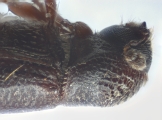 Scolytogenes spp 14234