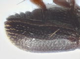 Scolytogenes spp 14234