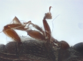 Scolytogenes spp 14234