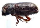 Scolytogenes spp 14234