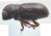 Scolytogenes spp 14234