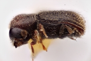 Scolytogenes trucis 12275