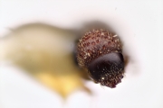 Scolytogenes trucis 12275