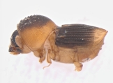 Scolytomimus phillippinensis 13692